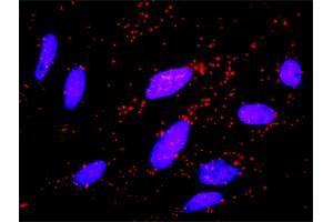 Proximity Ligation Analysis of protein-protein interactions between CCNB1 and FZR1. (FZR1 antibody  (AA 1-493))