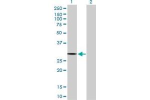 Western Blot analysis of PACRG expression in transfected 293T cell line by PACRG MaxPab polyclonal antibody. (PACRG antibody  (AA 1-257))