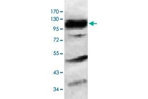 Western blot analysis of HeLa cell lysate with HERC6 polyclonal antibody  at 1 : 1000 dilution. (HERC6 antibody  (AA 123-393))