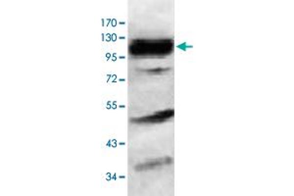 HERC6 antibody  (AA 123-393)