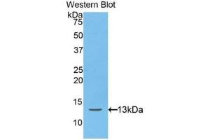 Western Blotting (WB) image for anti-Hepcidin Antimicrobial Peptide (HAMP) (AA 25-84) antibody (ABIN1175290)