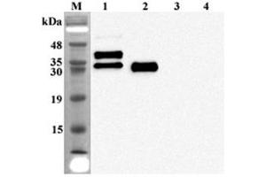Western blot analysis of human FGF23 using anti-FGF-23 (human), mAb (FG322-3)  at 1:2,000 dilution.