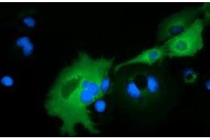 Immunofluorescence (IF) image for anti-rho GTPase Activating Protein 25 (ARHGAP25) antibody (ABIN1496705) (ARHGAP25 antibody)