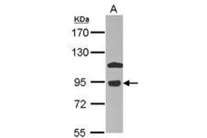 Image no. 1 for anti-Component of Oligomeric Golgi Complex 7 (COG7) (AA 7-286) antibody (ABIN1497558) (COG7 antibody  (AA 7-286))