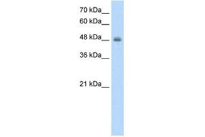 WB Suggested Anti-RNF128  Antibody Titration: 1. (RNF128 antibody  (C-Term))