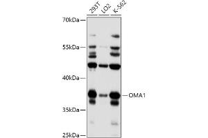 Western blot analysis of extracts of various cell lines, using OM antibody (4230) at 1:1000 dilution. (OMA1 antibody  (AA 360-524))