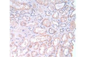IHC-P analysis of Human Kidney Tissue, with DAB staining. (GLTP antibody  (AA 2-209))