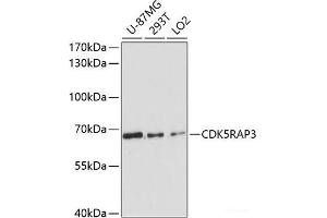 Western blot analysis of extracts of various cell lines using CDK5RAP3 Polyclonal Antibody at dilution of 1:3000. (CDK5RAP3 antibody)