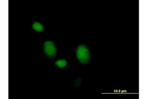 Immunofluorescence of purified MaxPab antibody to MORG1 on HeLa cell. (MORG1 antibody  (AA 1-315))