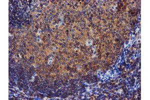 Image no. 1 for anti-Iduronate 2-Sulfatase (IDS) antibody (ABIN1498797) (IDS antibody)