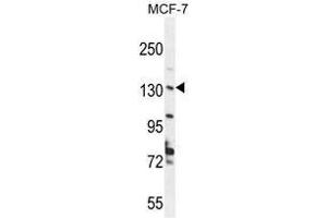 UPF2 Antibody (Center) western blot analysis in MCF-7 cell line lysates (35 µg/lane). (RENT2/UPF2 antibody  (Middle Region))
