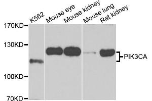 Western blot analysis of extracts of various cell lines, using PIK3CA antibody. (PIK3CA antibody)