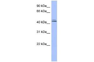 WB Suggested Anti-ORC4L Antibody Titration: 0. (ORC4 antibody  (Middle Region))