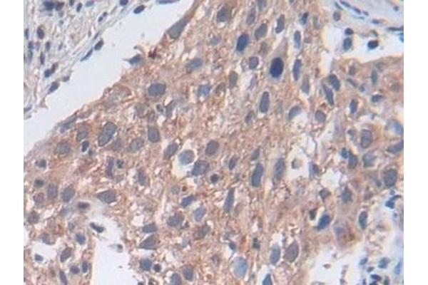 Utrophin antibody  (AA 1-252)