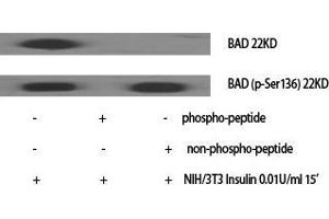 Western Blot (WB) analysis of specific cells using Bad Polyclonal Antibody. (BAD antibody  (Ser164))