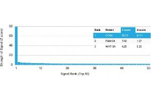 Analysis of Protein Array containing more than 19,000 full-length human proteins using CD40-Ligand Mouse Monoclonal Antibody (CD40LG/2761) Z- and S- Score: The Z-score represents the strength of a signal that a monoclonal antibody (MAb) (in combination with a fluorescently-tagged anti-IgG secondary antibody) produces when binding to a particular protein on the HuProtTM array. (CD40 Ligand antibody  (AA 108-261))