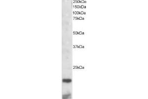 ABIN184744 staining (2µg/ml) of mouse kidney lysate (RIPA buffer, 30µg total protein per lane). (CST3 antibody  (C-Term))