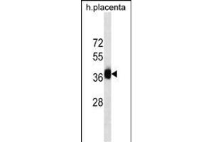 GBX2 Antibody (Center) ABIN1537687 western blot analysis in human placenta tissue lysates (35 μg/lane).