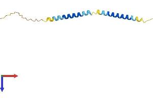 AlphaFold protein structure predicition of Mouse Recombinant Tceal7 Protein, UniprotID A3KGA4 (TCEAL7 Protein (AA 1-98) (His tag))