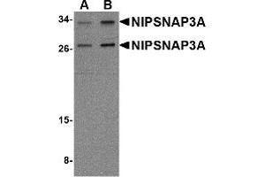 Western Blotting (WB) image for anti-Nipsnap Homolog 3A (NIPSNAP3A) (Middle Region) antibody (ABIN1031017) (NIPSNAP3A antibody  (Middle Region))