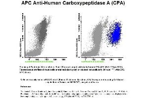 Image no. 1 for anti-Carboxypeptidase A1 (Pancreatic) (CPA1) antibody (APC) (ABIN1112254) (CPA1 antibody  (APC))