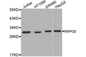 Western blot analysis of extracts of various cell lines, using RPP30 antibody.