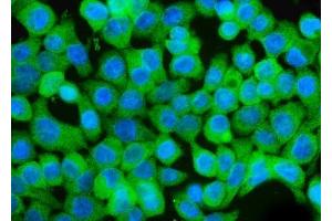 IF analysis of GCHFR using anti-GCHFR antibody (ABIN7600511). (GCHFR antibody  (AA 2-84))