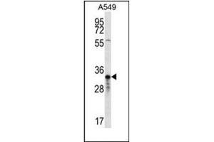 Western blot analysis of OR4F5 Antibody (N-term) in A549 cell line lysates (35ug/lane). (OR4F5 antibody  (N-Term))