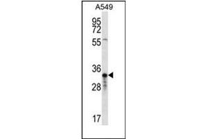Western blot analysis of OR4F5 Antibody (N-term) in A549 cell line lysates (35ug/lane).