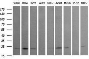 Image no. 2 for anti-RAB24, Member RAS Oncogene Family (RAB24) antibody (ABIN1500553) (RAB24 antibody)