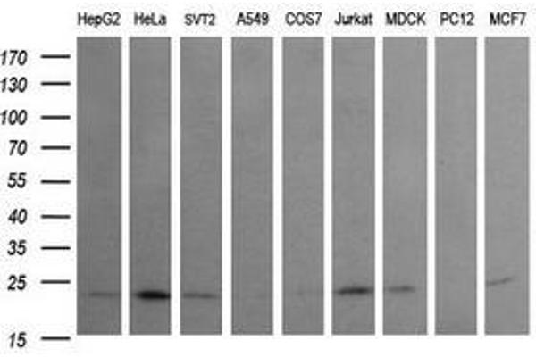 RAB24 antibody
