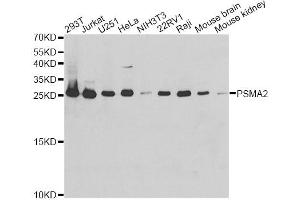 Western blot analysis of extracts of various cell lines, using PSMA2 antibody (ABIN5971338) at 1/1000 dilution. (PSMA2 antibody)