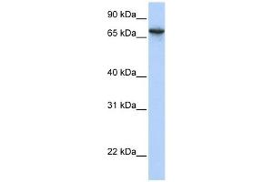 BAT5 antibody used at 1 ug/ml to detect target protein. (BAT5 antibody  (N-Term))