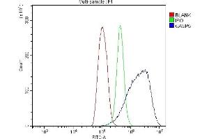 Flow Cytometry analysis of THP-1 cells using anti-Caspase-5/CASP5 antibody (ABIN7599992). (CASP5 antibody  (AA 137-434))