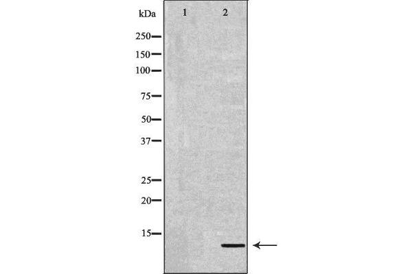 DEFB132 antibody