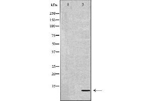 DEFB132 antibody