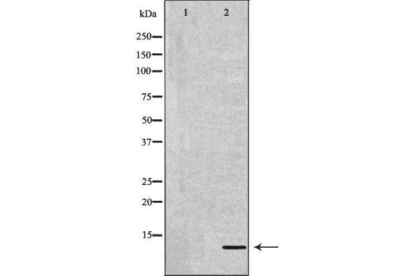 DEFB132 antibody