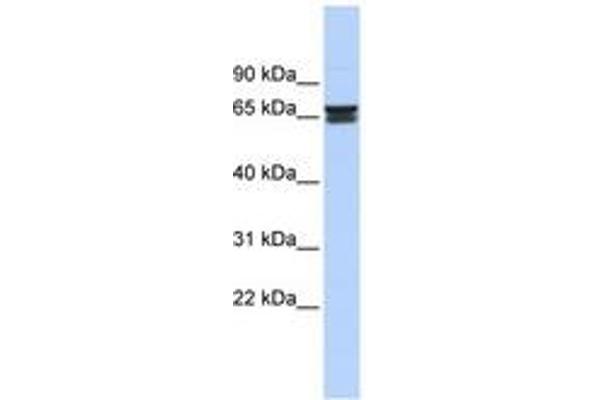 ZNF614 抗体  (C-Term)