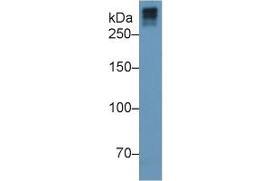 Mouse Capture antibody from the kit in WB with Positive Control: Human serum. (COL7 ELISA Kit)