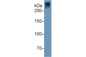 Mouse Capture antibody from the kit in WB with Positive Control: Human serum. (COL7A1 ELISA Kit)