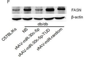 miR-30c-5p suppressed FASN expression(A) KEGG pathway analysis of genes targeted by miR-30c-5p.