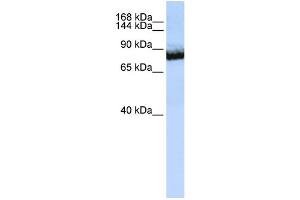 WB Suggested Anti-UNC5C Antibody Titration:  0.