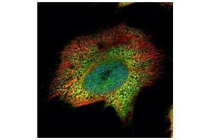 ICC/IF Image Confocal immunofluorescence analysis (Olympus FV10i) of paraformaldehyde-fixed HeLa, using Proteasome 20S alpha 4, antibody (Green) at 1:500 dilution. (Proteasome 20S alpha 4 (Center) antibody)