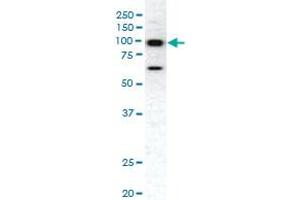 Western blot analysis of EPHA1 polyclonal antibody  in HeLa cell lysate. (EPHA1 antibody  (C-Term))