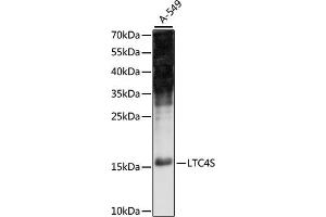 Western blot analysis of extracts of A-549 cells, using LTC4S antibody (ABIN7268248) at 1:1000 dilution. (LTC4S antibody  (C-Term))