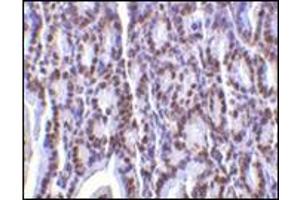 Immunohistochemistry of PHAP I in mouse small intestine tissue with this product at 2 μg/ml.