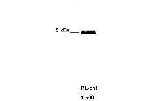 Immunoblotting of RL ph1 recognizing M13 phage coat protein g8p (Coat Protein g8p antibody)