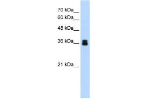 WB Suggested Anti-PIR Antibody Titration:  1. (Pirin antibody  (C-Term))