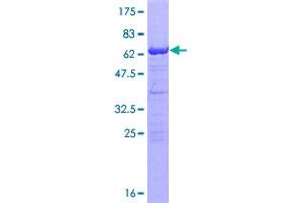 RNF2 Protein (AA 1-336) (GST tag)