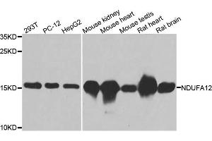 Western blot analysis of extracts of various cell lines, using NDUFA12 antibody. (NDUFA12 antibody)